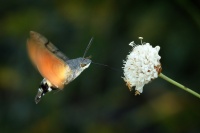 Dlouhozobka svizelova - Macroglossum stellatarum - Hummingbird hawk-moth 3423